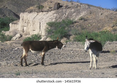 Donkeys In Big Bend National Park, TX