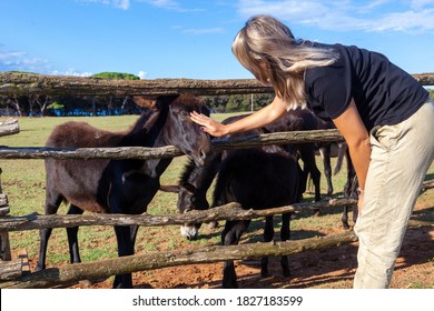 Donkeys In  Brijuni National Park