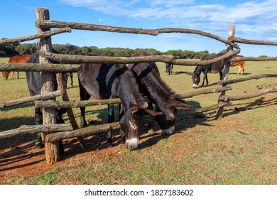 Donkeys In  Brijuni National Park