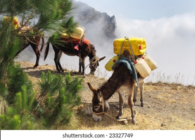 Donkeys Carrying Water In Cape Verde From The Foggy Mountains