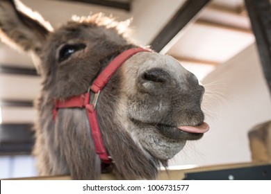Donkeys at a donkey sanctuary - they're all characters, there are some naughty ones and some cheeky ones!