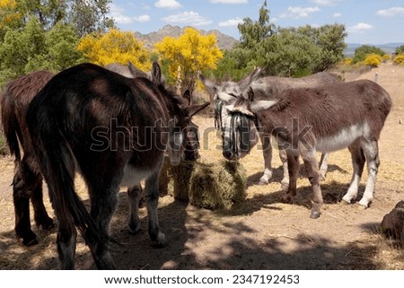 Donkeys eat straw. In summer the temperatures are high in Spain, and it is important that these animals can rest in the shade.