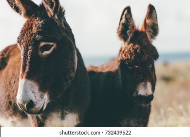 ロバ の画像 写真素材 ベクター画像 Shutterstock