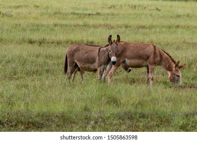 Donkeys Grazing In A Summer Bermudagrass Pasture.