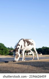 Donkeys In Hampshire New Forest National Park