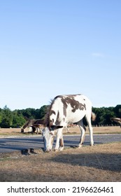 Donkeys In Hampshire New Forest National Park