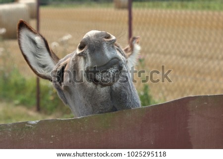 Donkey's head above fence made of wooden, funny donkey's smile, in background blurry hedge, behind it blurry field with few straw logs