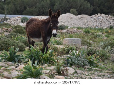 Donkeys In Karpaz Peninsula, Cyprus