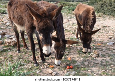 Donkeys In Karpaz Peninsula, Cyprus