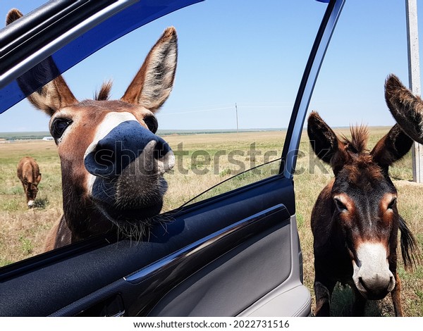 donkeys look in the car\
window. curious animals graze in the field. expressive eyes of\
artiodactyls