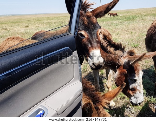 donkeys look in the car window. curious\
animals graze in the field. expressive\
eyes.