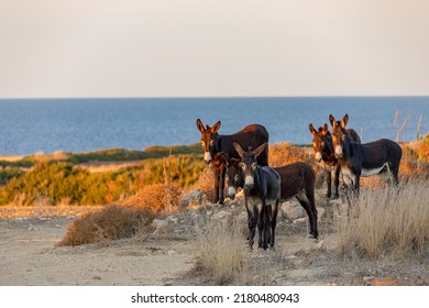 Donkeys looking in North Cyprus