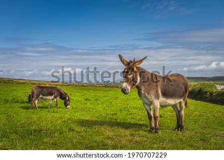 Donkeys or mules, Equus asinus, grazing on green pasture or farm at Kerry Cliffs, Portmagee, Ireland