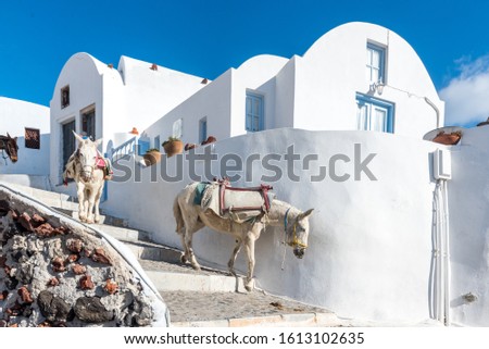 Donkeys (mules) transporting goods to construction sites in historic Oia village on Santorini island in Greece during sunny summer day