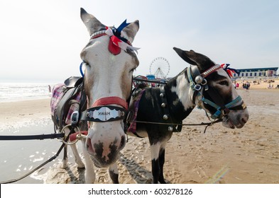 Donkeys On Blackpool Beach, Donkey Rides