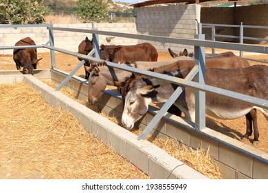 Donkeys On The Donkey Farm