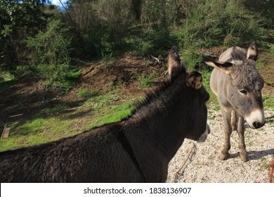 donkeys on the Manziana farm in the act of communicating with each other - Shutterstock ID 1838136907