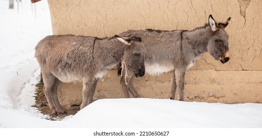 Donkeys In The Pasture In Winter Stand Under The Flying Snow. A Family Of Donkeys With A Small Foal. Livestock In Asia.