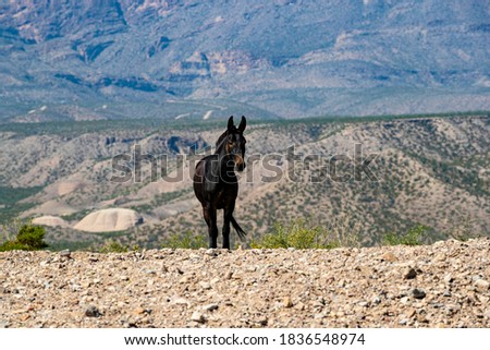 Donkeys roam on the road out of Presidio, Texas