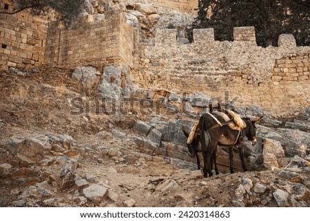 Donkeys stand in the shade and rest near the Acropolis of Lindos.