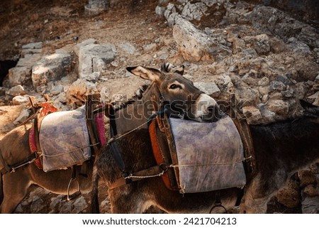 Donkeys stand in the shade and rest near the Acropolis of Lindos.