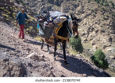 Donkeys are used as a mode of transport to carry guests' luggage up the steep hill leading to the hotel 'Kasbah Toubkal', Toubkal Valley, Morocco - 21 Mar 2022