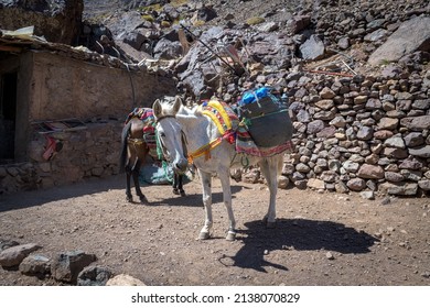 Donkeys are used as a mode of transport to carry guests' luggage up the steep hill leading to the hotel 'Kasbah Toubkal', Toubkal Valley, Morocco - 21 Mar 2022