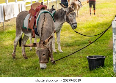 1,241 Waiting donkey Images, Stock Photos & Vectors | Shutterstock