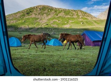 Donkeys walk pass the colorful camping tents on the way in Kashmir great lake   - Shutterstock ID 1931116325