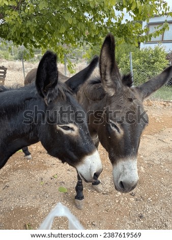 Donkeys are walking around the village, grazing, looking at the camera, donkey portrait shooting, wonderful natural images, village life, farming, agriculture, tourism, travel, sightseeing buying now.