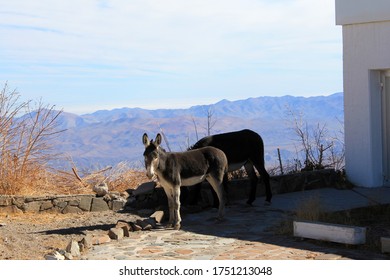 Donkeys Walking At La Silla Observatory