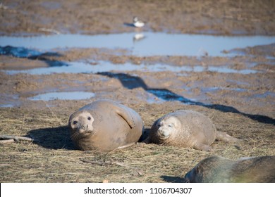 Donna Nook, Lincolnshire, UK – Nov 16: Very Muddy Newborn Baby Grey Seal Pup Lies In The Mud Flats Beside Mother On 16 Nov 2016 At Donna Nook Seal Sanctuary