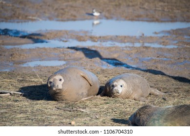 Donna Nook, Lincolnshire, UK – Nov 16: Very Muddy Newborn Baby Grey Seal Pup Lies In The Mud Flats Beside Mother On 16 Nov 2016 At Donna Nook Seal Sanctuary