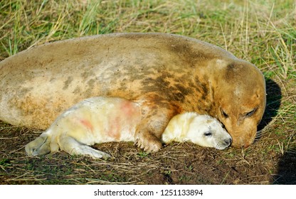 Donna Nook Seal Colony Lincolnshire