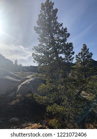 Donner Pass Pine