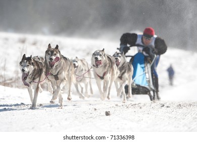 348 Dog sled world championship Images, Stock Photos & Vectors ...