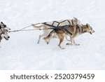 Donovaly,Slovakia - 28 January, 2023 : Dog sled running during freezing winter. High quality photo