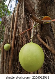 Don't Know This Name Of Fruit. I Saw Its In Woody Plant At Pagoda