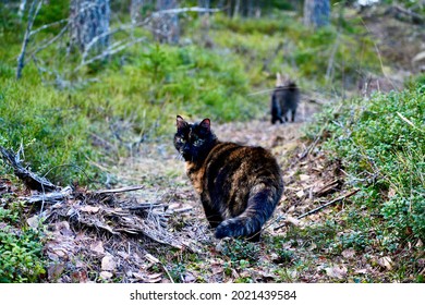 Don't Leave Us. These Two Cats Have A Loving Home And They Are Just Taking A Walk With Their Caretaker. Too Many Cats Are Still Left In The Wild, And They Do Not Survive.