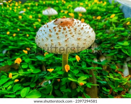 Don't Try to Eat Poisonous Mushrooms, Macrolepotia Procera.