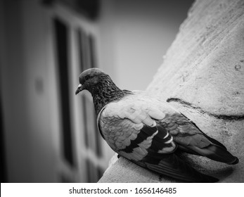 I Don't Understand Why People Would Want To Get Rid Of Pigeons. They Don't Bother No One. This Pigeons Was Also Isolated.