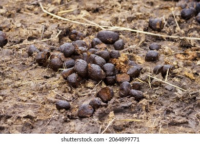 1,443 Horse feces Images, Stock Photos & Vectors | Shutterstock