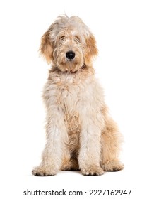 Doodle dog, Mixed breed between a golden Retriever and a poodle, isolated on white - Shutterstock ID 2227162947
