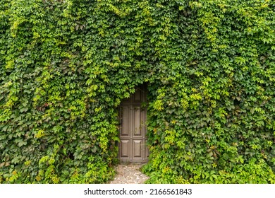 Door Surrounded By A Leafy Wall