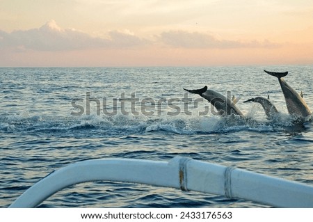 Dophin jumping at the sea during sun rise at Lovina beach in Bali-Indonesia