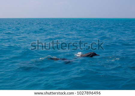 Dophin at surface of the sea