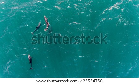 dophins, aerial view