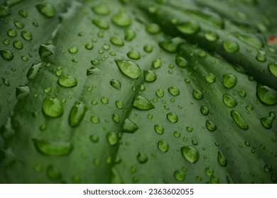 Doplets of water on big leafe in jungle