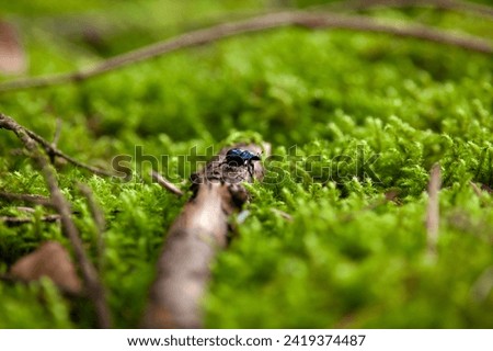 dor beetle - Anoplotrupes stercorosus. black dung beetle