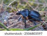 dor beetle crawling in the grass, dor beetle crawling on the ground, dung beetle crawling in the grass, dung beetle crawling on the ground